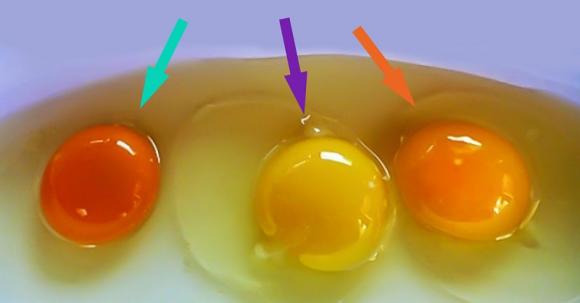 phân biệt lòng đỏ trứng gà tốt 0 phân biệt lòng đỏ trứng gà tốt 0
